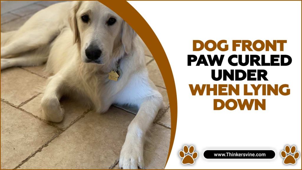 Dog Front Paw Curled Under When Lying Down Best Solutions