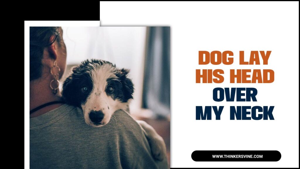 The Best Ways To Let Your Dog Lay His Head Over My Neck