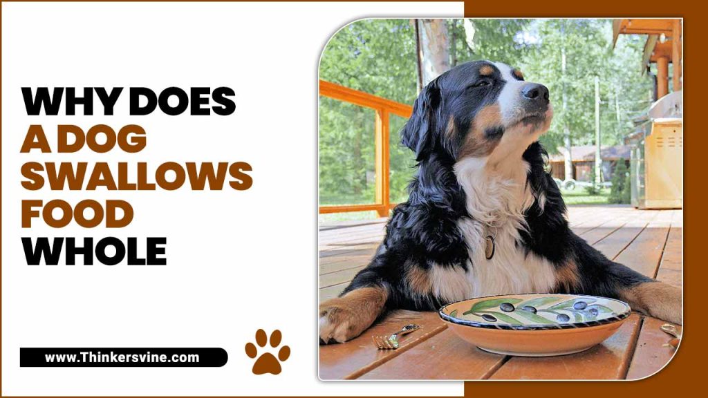 Why Does A Dog Swallows Food Whole In Easy Process