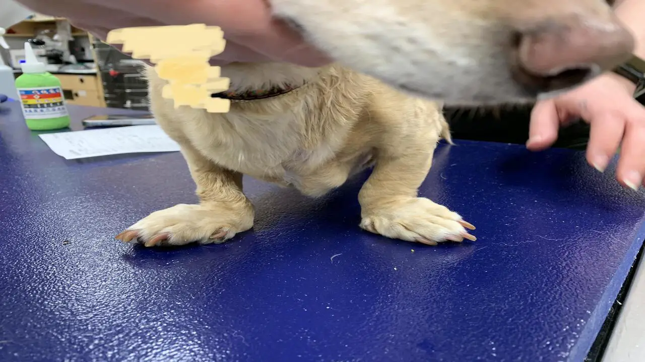 Dog With Angular Deformity