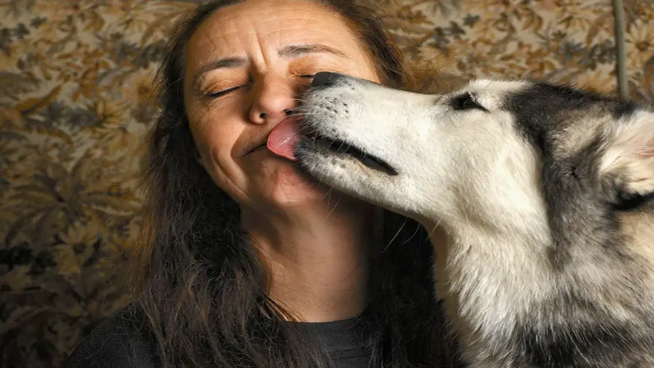 Dogs Lick Humans As A Form Of Consolation