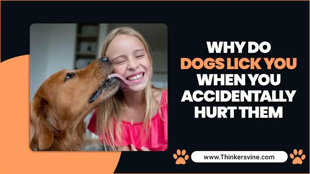 dogs-lick-you-when-you-accidentally-hurt-them-expert-guide