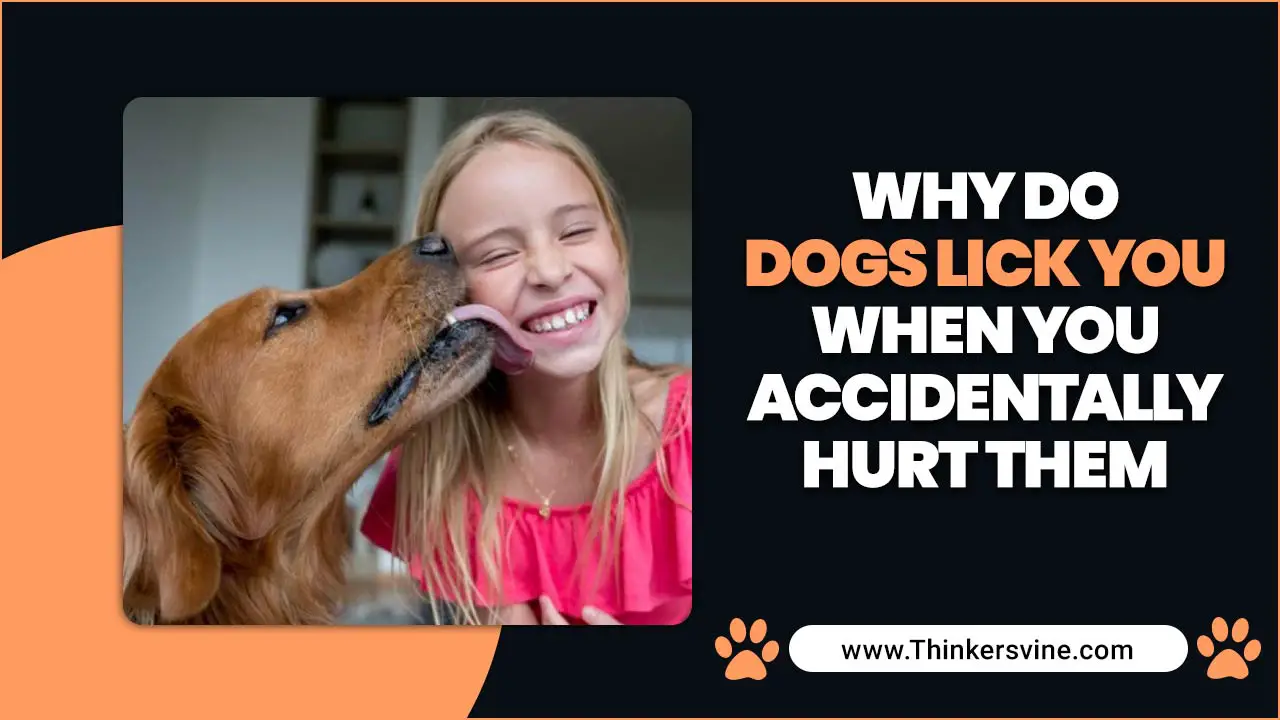 Dogs Lick You When You Accidentally Hurt Them
