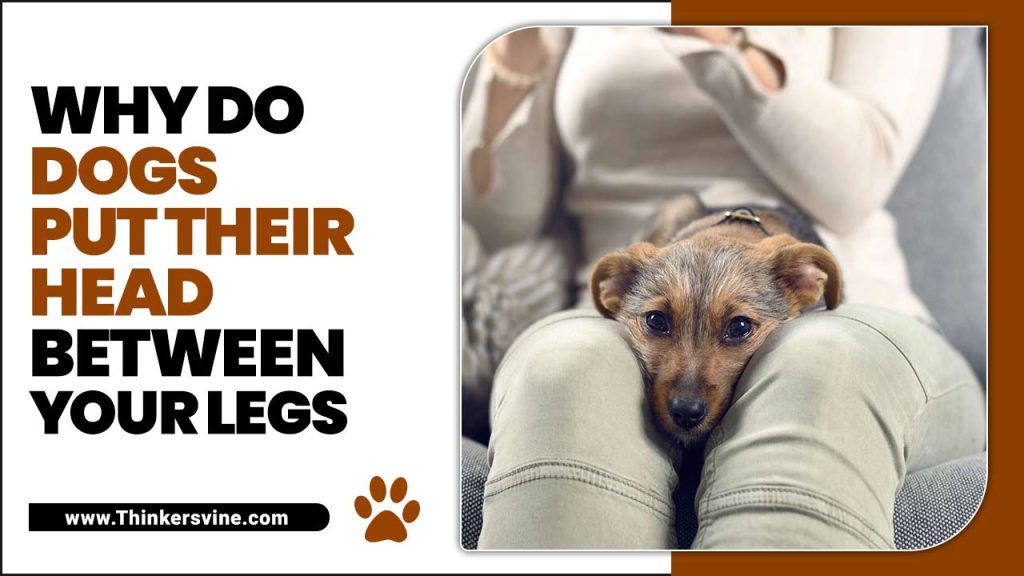 Why Do Dogs Put Their Head Between Your Legs In Answered