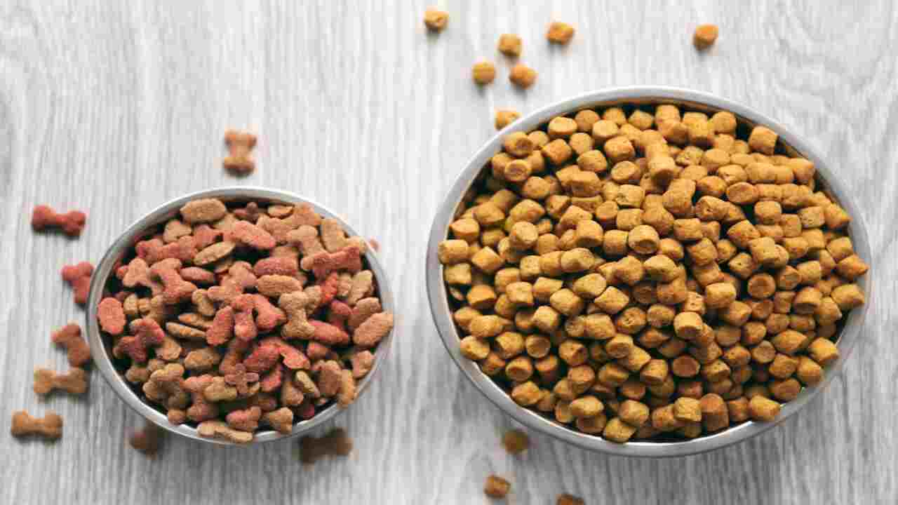 Effective Ways To Keep Ants Away From Cat And Dog Food