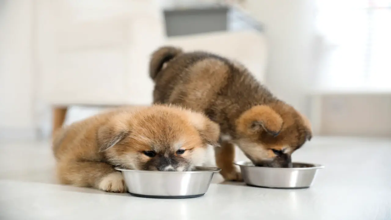 Feeding Puppies From Birth Through 4 Weeks of Age