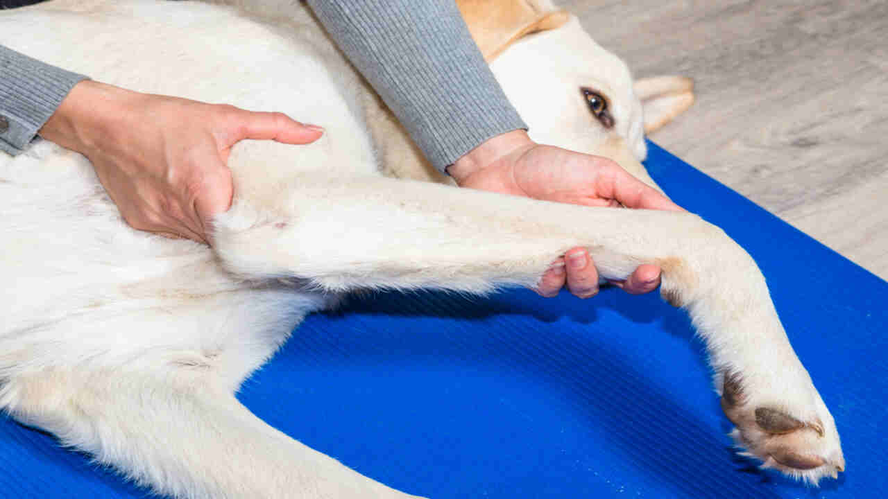 Get Regular Exercise To Get Rid Of Puppy Foot Problems