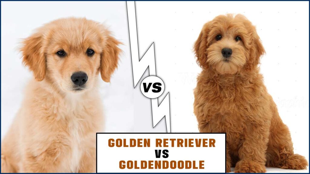Golden Retriever Vs Goldendoodle Which Is The Better Option