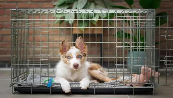 Help Him Reduce His Stress By Crate Training Him