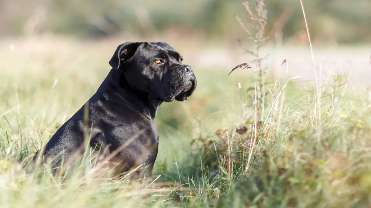 History Of The Cane Corso As A Hunting Dog