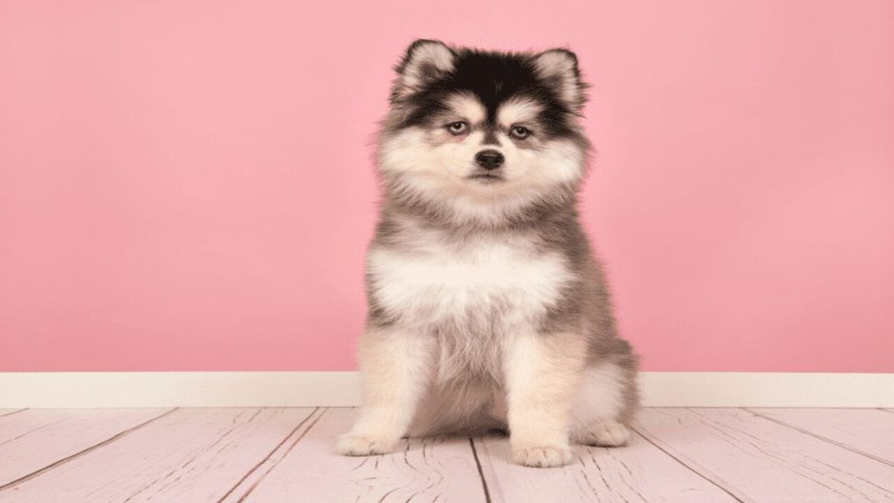 How Can We Foster Harmony Between Huskies And Pomeranians