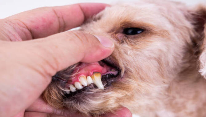 How Easy Is It To Soften Or Remove Dog Tartar