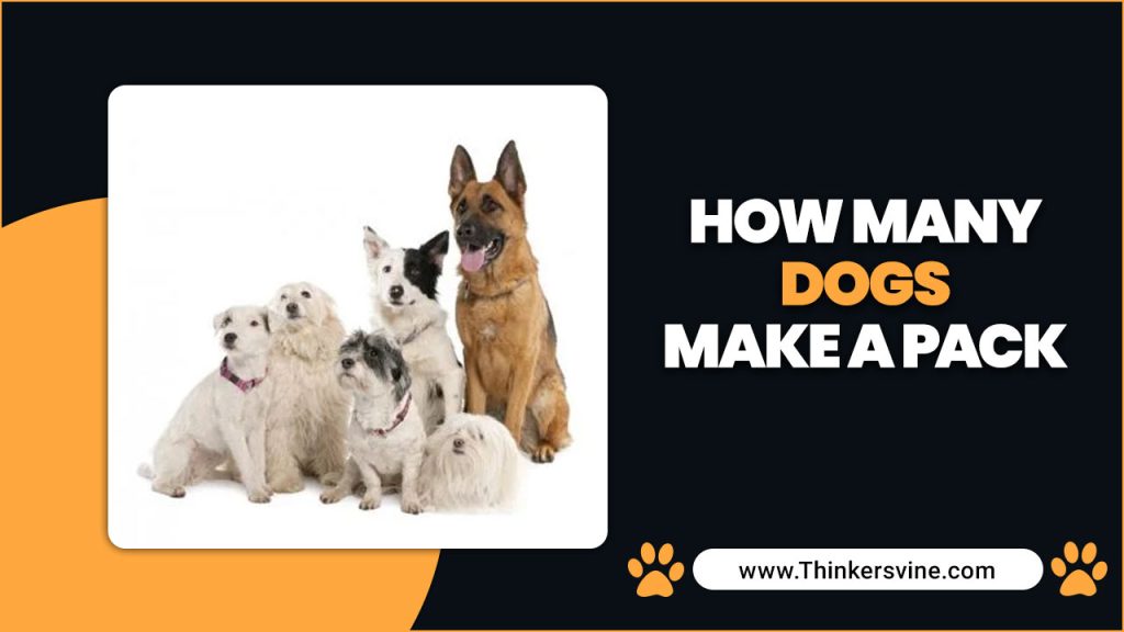 How Many Dogs Make A Pack Pack Theory Of Dog