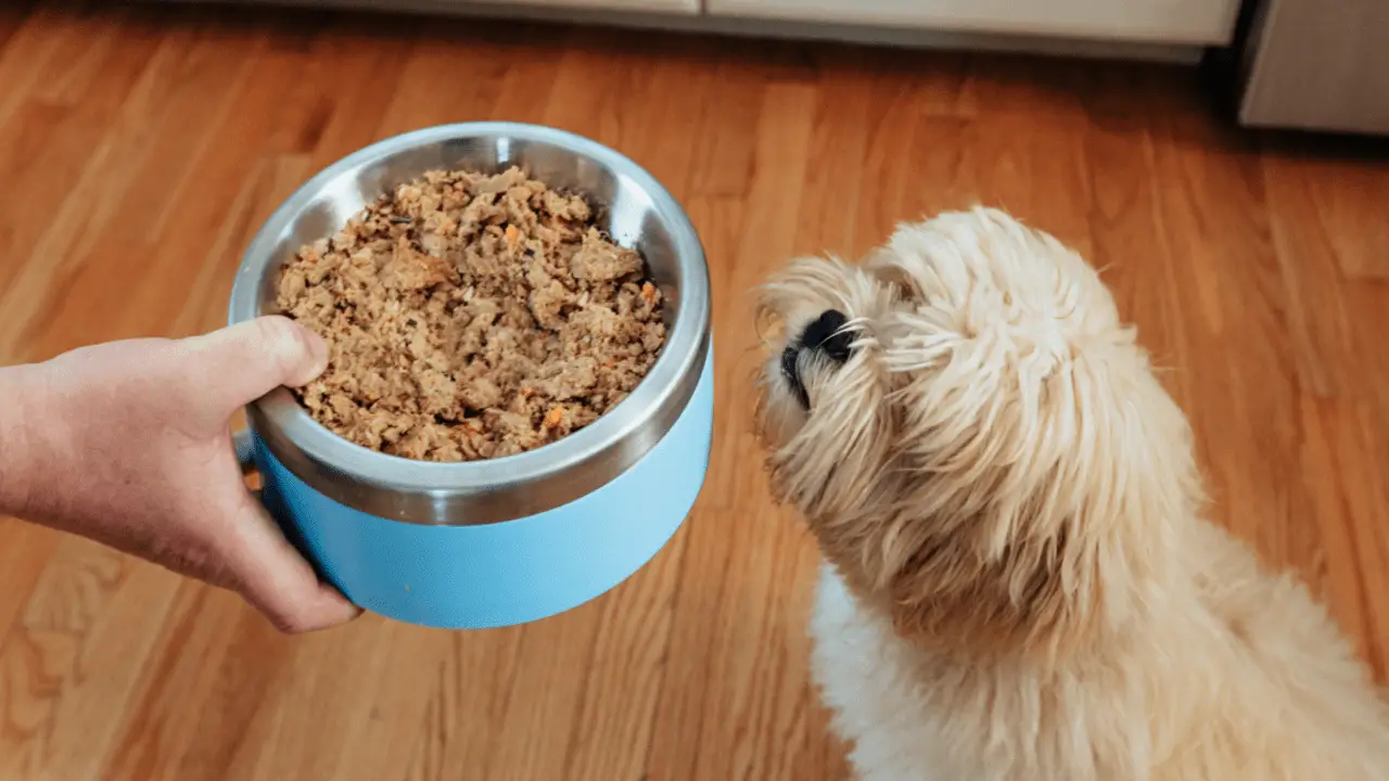 How Much Should You Feed Your Puppies