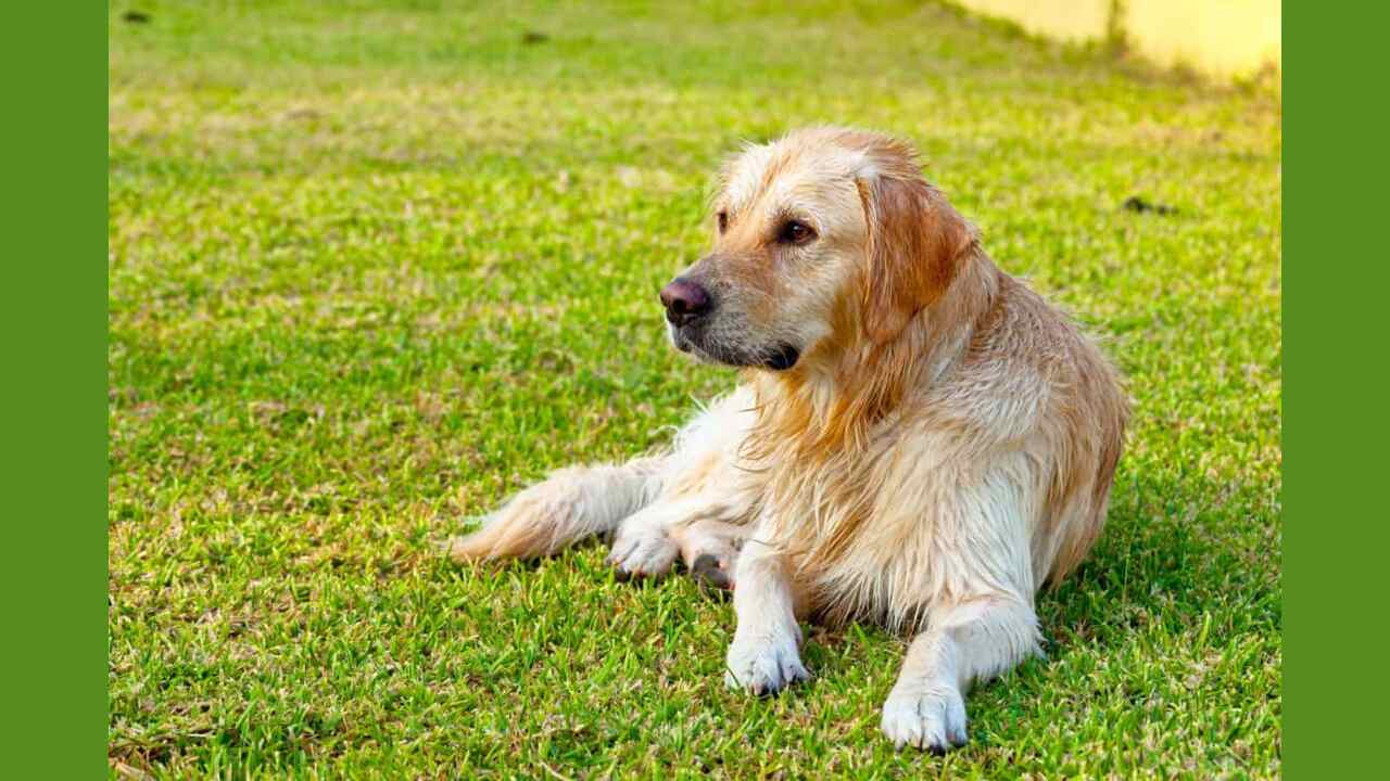 How Much Space Does A Golden Retriever Need (Explained)