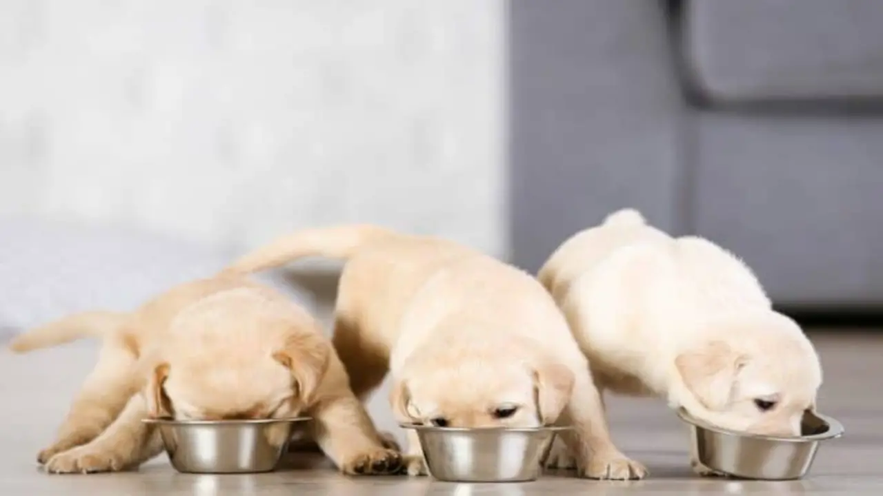 How Often Should You Feed Your Puppy During The First 3 Weeks