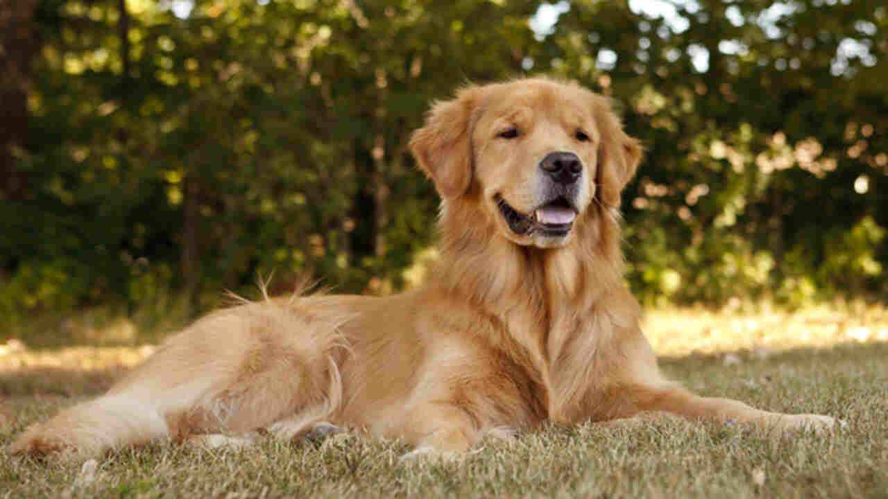How Strong Is A Golden Retriever's Bite Force