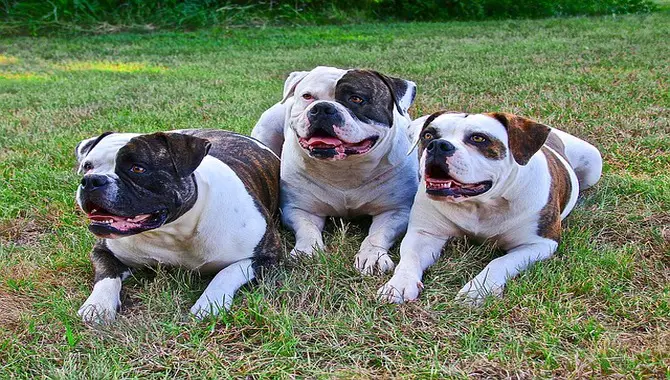 How To Add The Third Dog With Your Current Dogs