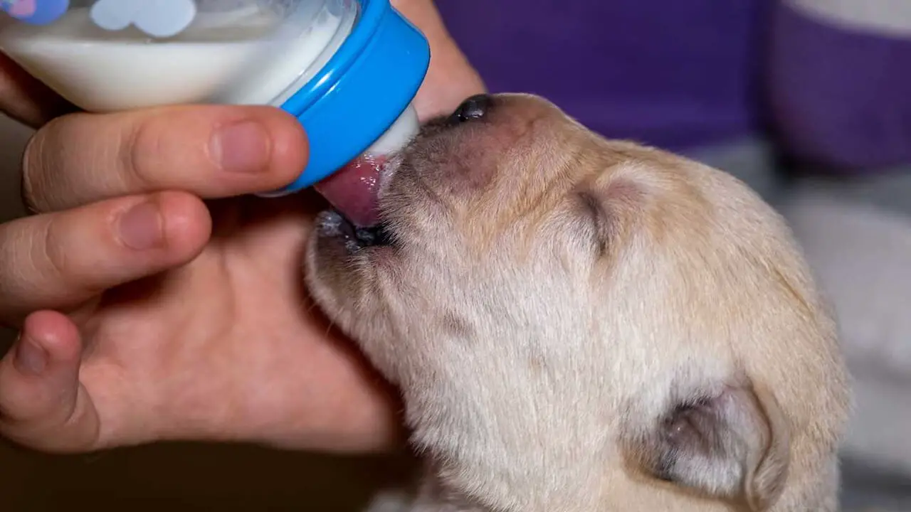 How To Bottle Feed Puppies