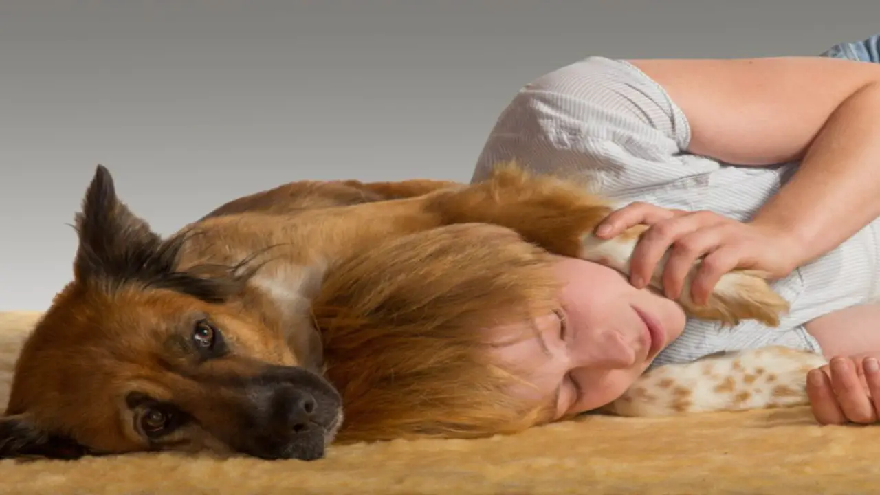 How To Break The Habit Of Dogs Sleeping On Your Head