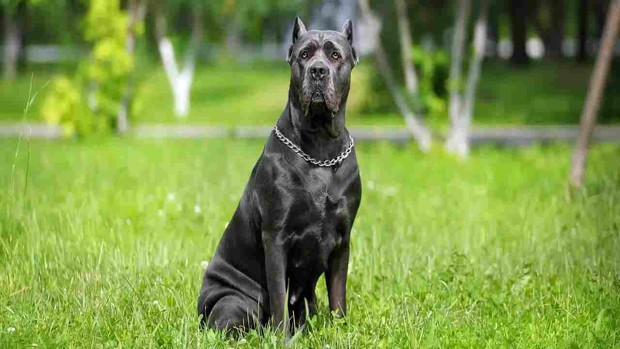 How To Determine When Your Cane Corso Puppy Is Ready For Outside Activities
