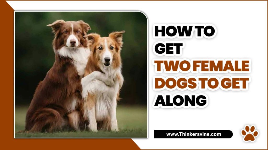 How To Get Two Female Dogs To Get Along Explore 5 Expert Tips