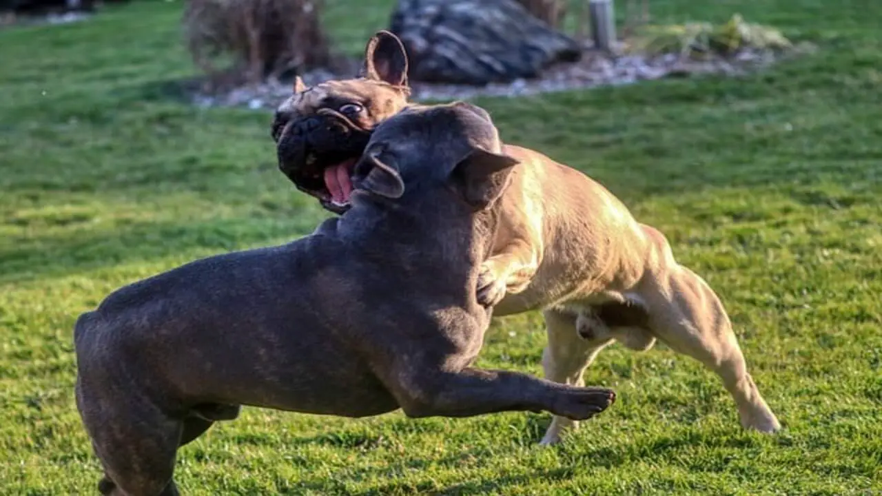 How To Reintroducing Dogs After A Fight - 11 Effective Tips