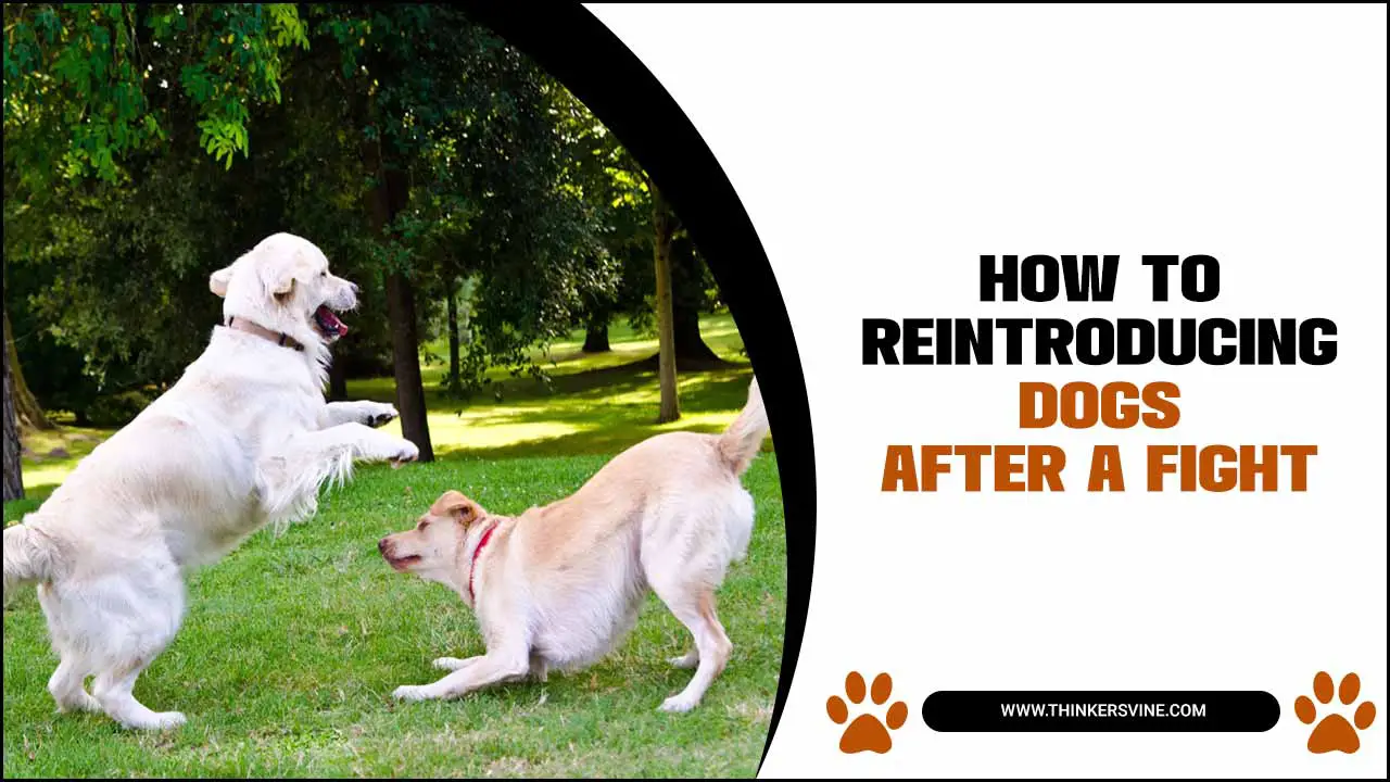 How To Reintroducing Dogs After A Fight