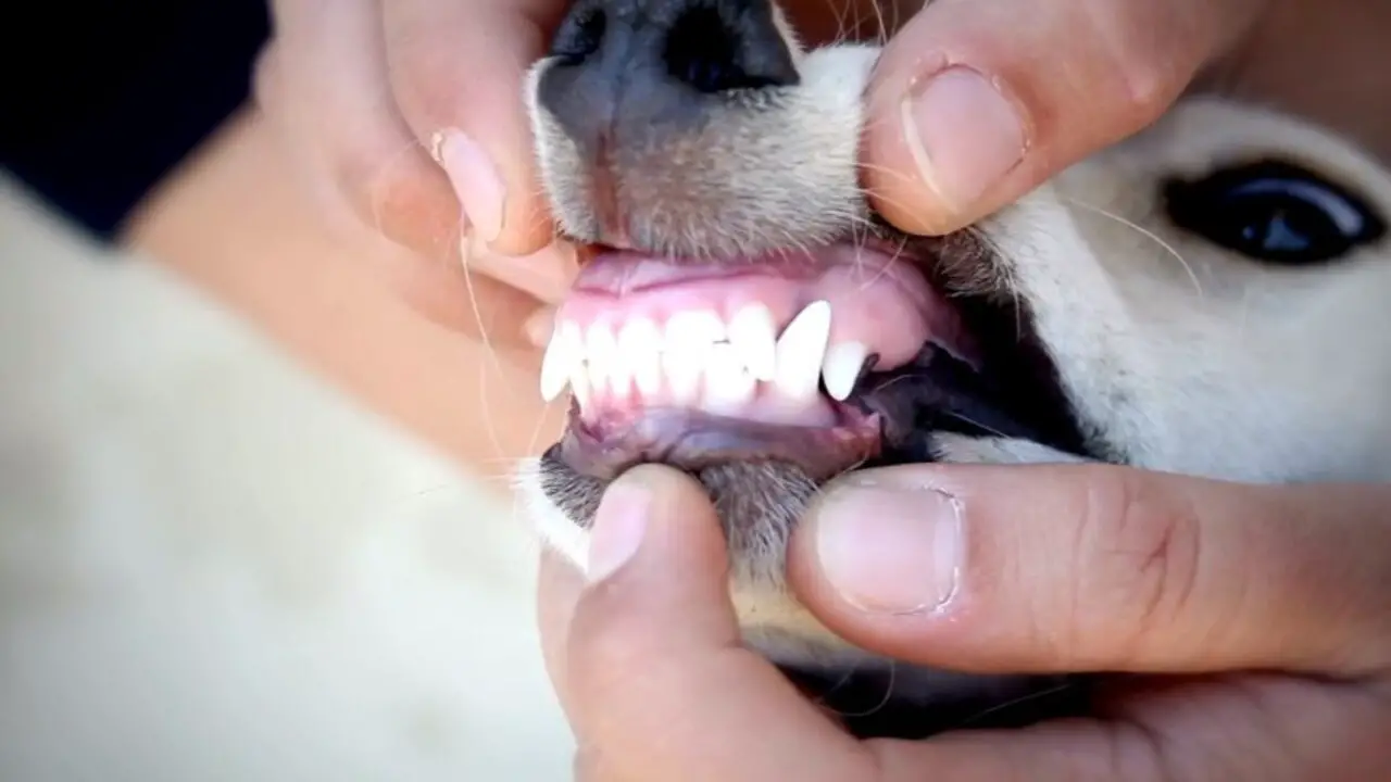 How To Soften Dog Tartar - A Step-By-Step Guide