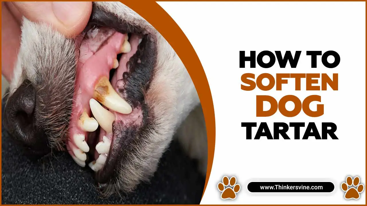 How To Soften Dog Tartar
