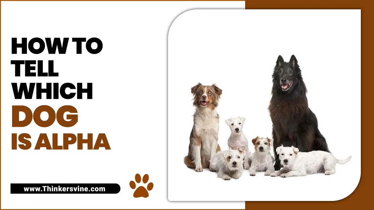 How To Tell Which Dog Is Alpha