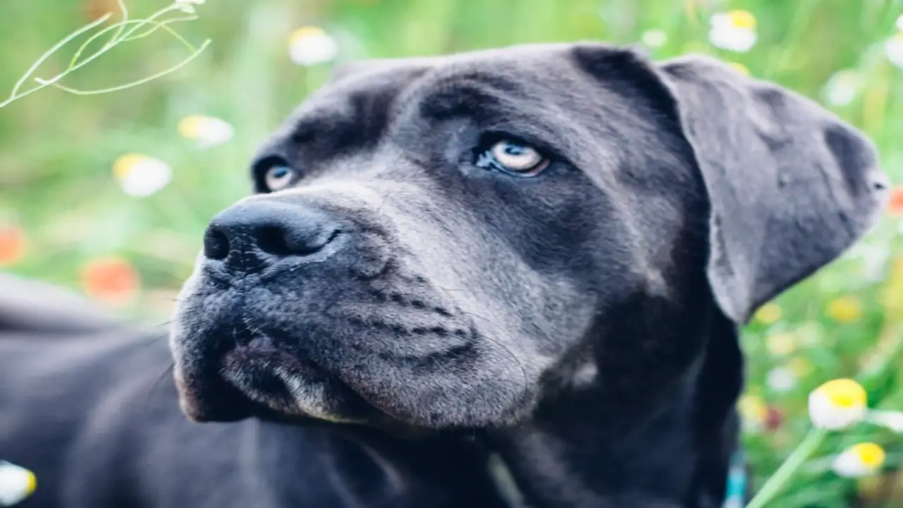How To Train A Cane Corso As A Hunting Dog