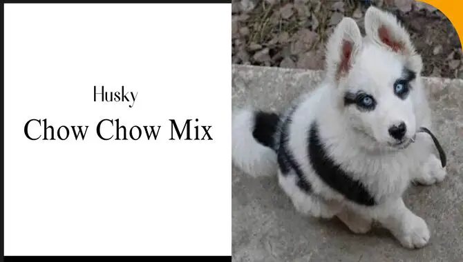 Husky Chow Chow Mix