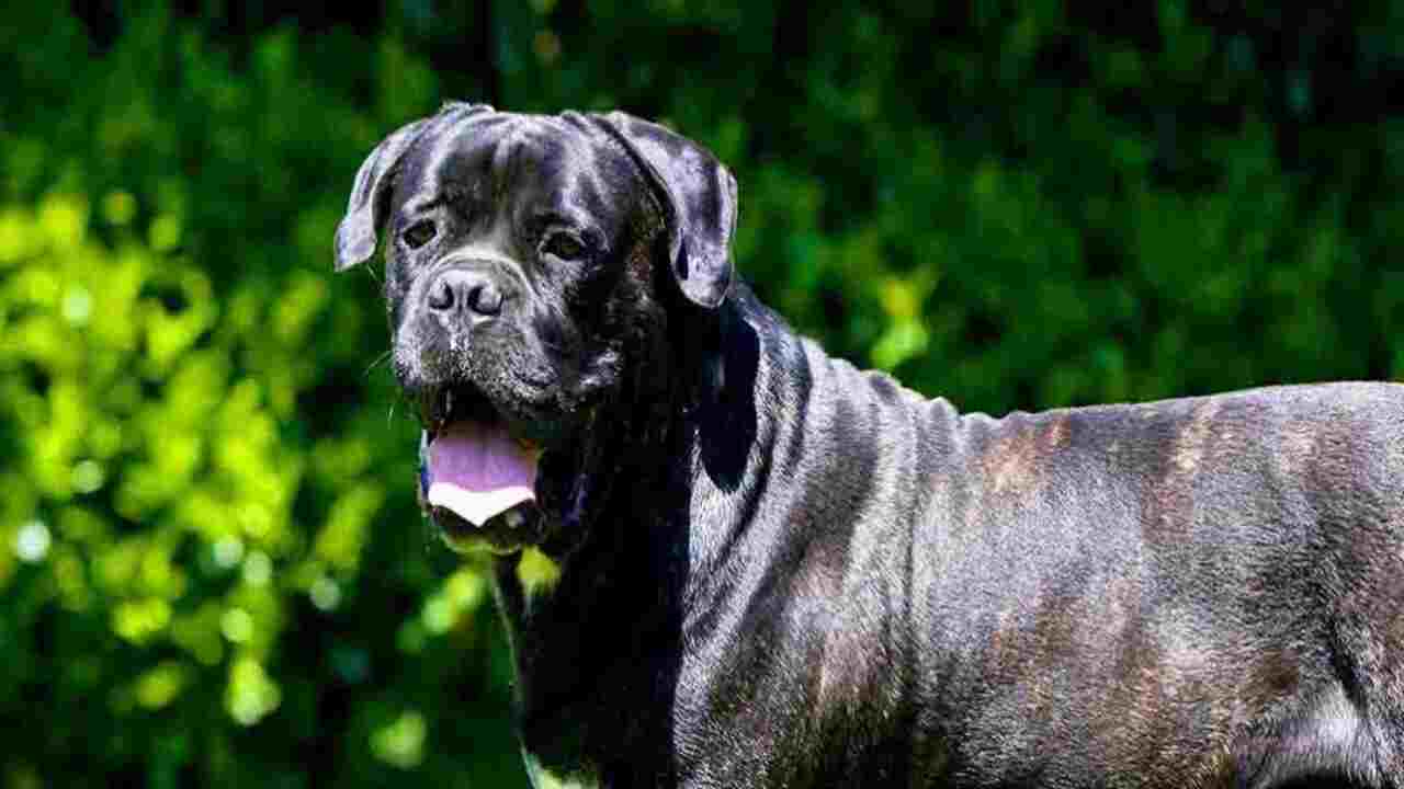 In Details Ways To Cane Corso Puppy Growth & Development Expectations