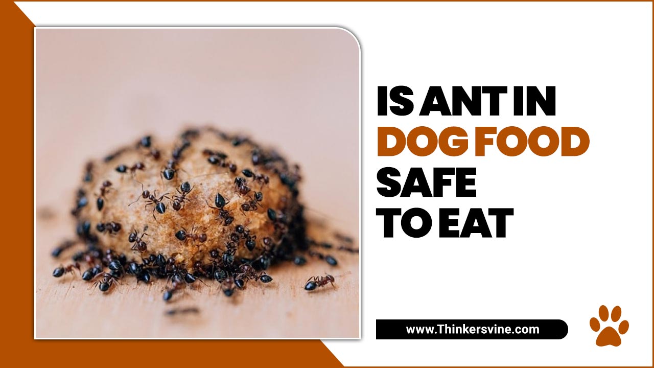 Is Ant In Dog Food Safe To Eat