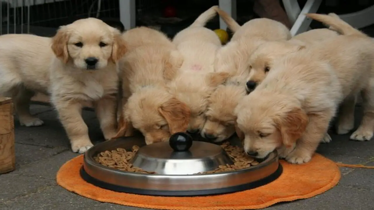 Is It Worth It To Buy Expensive Puppy Food