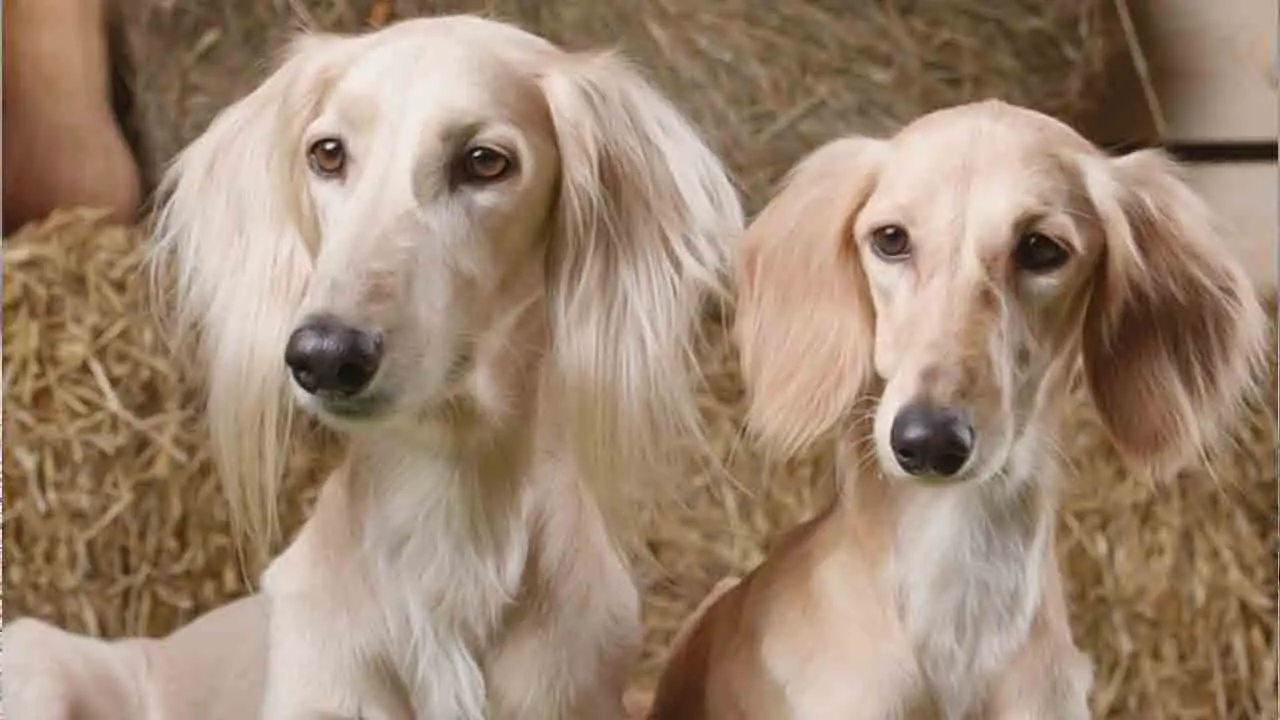 Adding A Third Dog Male Or Female – Explained