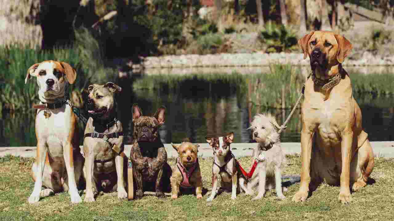 Know How Many Dogs Make A Pack And How Many Should You Keep