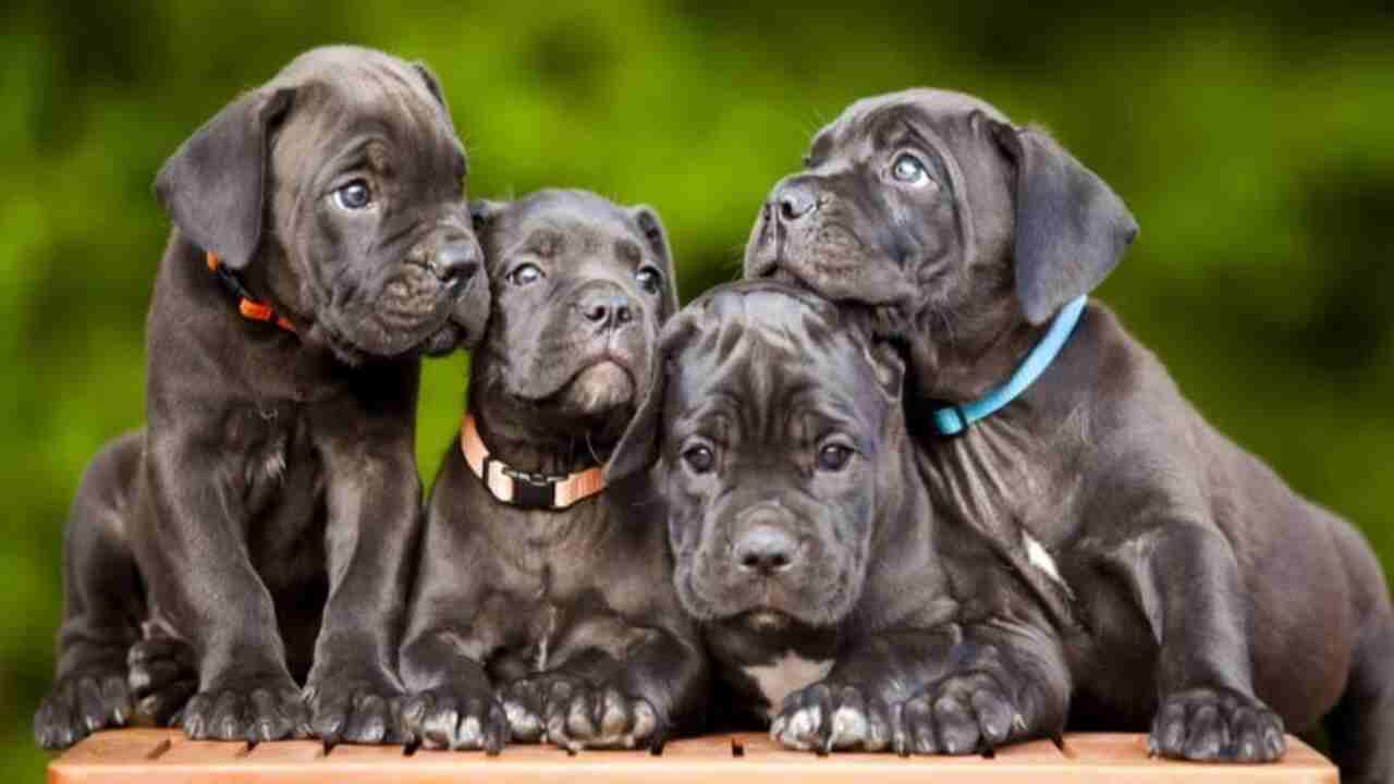 Major Milestones During The First Year Of Life For Cane Corso Puppies