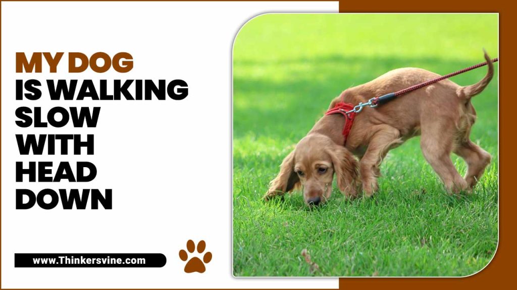 My Dog Is Walking Slow With Head Down Reasons & Solutions