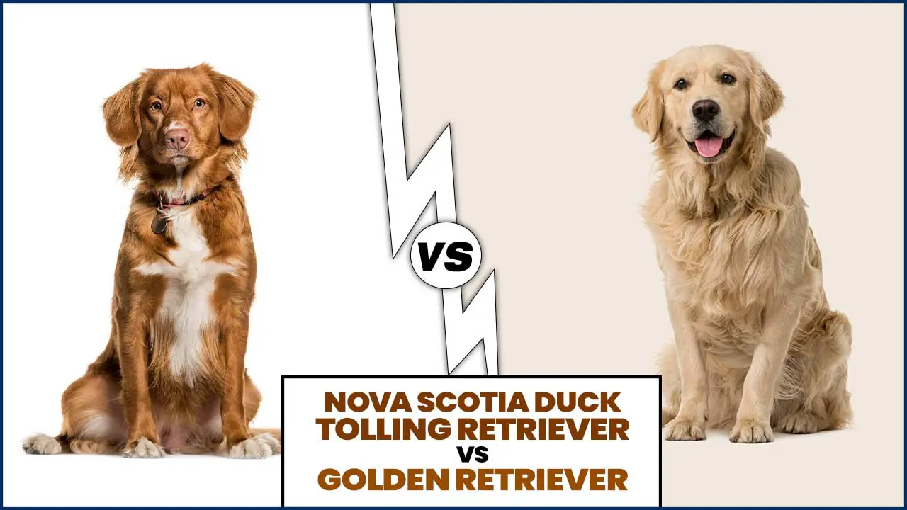 Nova Scotia Duck Tolling Retriever Vs Golden Retriever