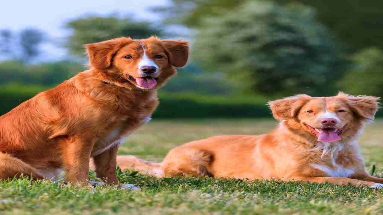 Physical Characteristics Of Both Breeds