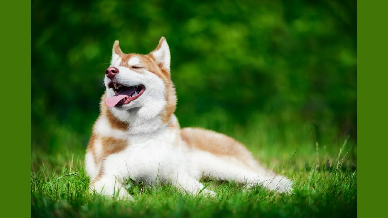 Potential Health Risks For Huskies In Hot Weather And How To Prevent Them