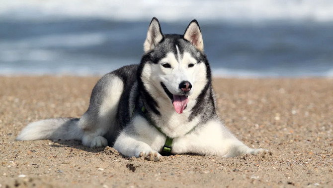 Potential Health Risks For Huskies In Hot Weather And How To Prevent Them