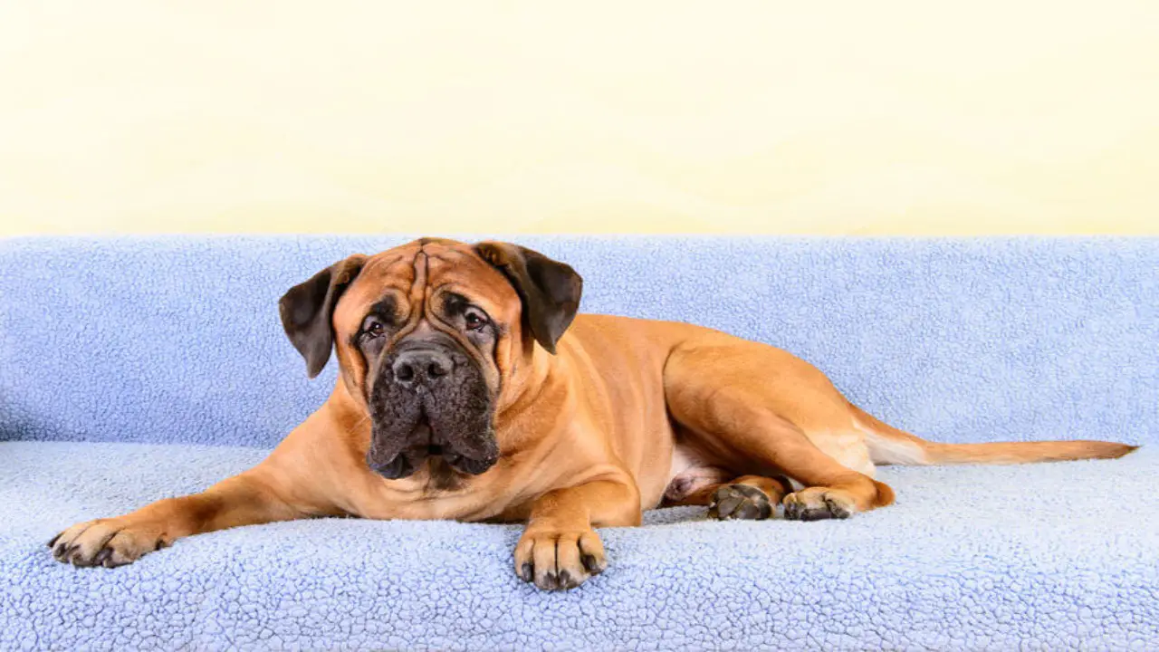 Practical Solutions For Your Large Breed Dogs