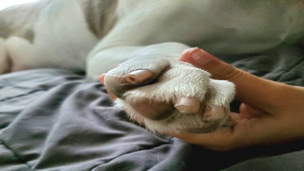 Why Is My Dog Dragging Front Nails Follow The Guide