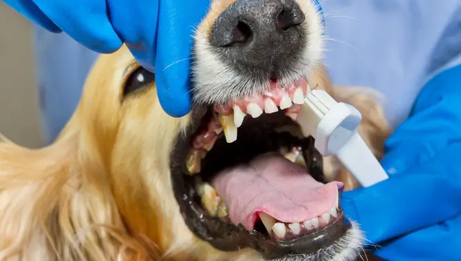 Professional Dental Cleaning for Dogs
