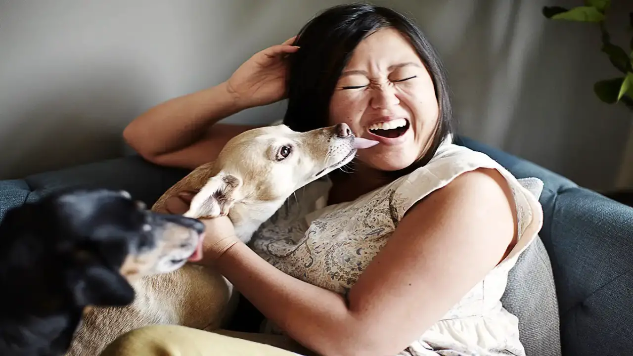 Psychology Behind Why Dogs Lick You When You Accidentally Hurt Them