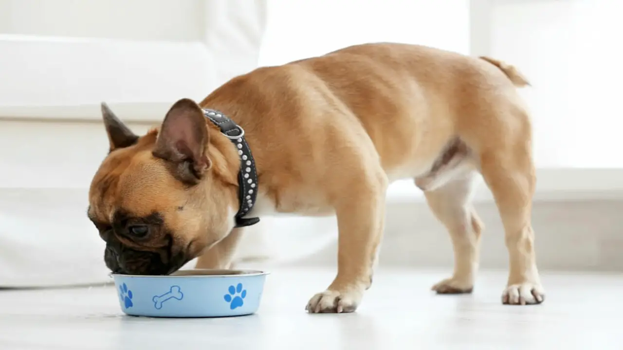 Puppies Need More Protein Than Adult Dogs