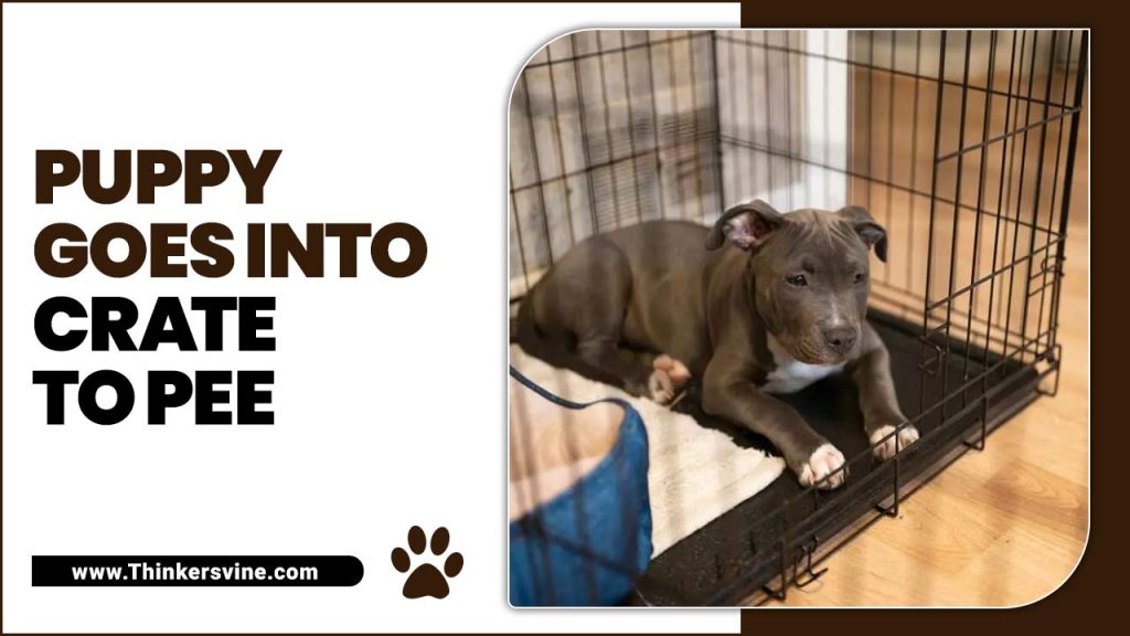 Puppy Goes Into Crate To Pee Effective Crate Training